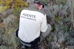 UGT valora de manera positiva el inicio de la aplicación de la ley básica 4/2024 de agentes forestales y medioambientales en el MITECO